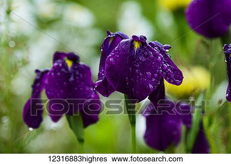 Stock Photograph - Irises bloom in the rain; Astoria, Oregon, United States of America. Fotosearch