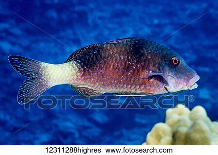 Island Goatfish (Parupeneus insularis) portrait taken while scuba diving the Kona coast; Kona, Island of Hawaii, Hawaii, United States of America View Large Photo Image Stock Photograph - Island Goatfish (Parupeneus insularis) portrait taken while scuba diving the Kona coast; Kona, Island of Hawaii, Hawaii, United States of America. Fotosearch