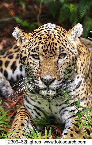 Stock Photograph - Jaguar (Panthera onca), Belize Zoo, near Belize City; Belize. Fotosearch