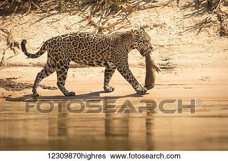 Jaguar (Panthera onca) carries fresh kill in his mouth, Pantanal Conservation Area; Brazil View Large Photo Image Stock Photograph - Jaguar (Panthera onca) carries fresh kill in his mouth, Pantanal Conservation Area; Brazil. Fotosearch