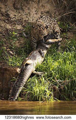 Stock Photograph - Jaguar (Panthera onca) hauling Yacare Caiman (caiman yacare) out of water; Mato Grosso do Sul, Brazil. Fotosearch