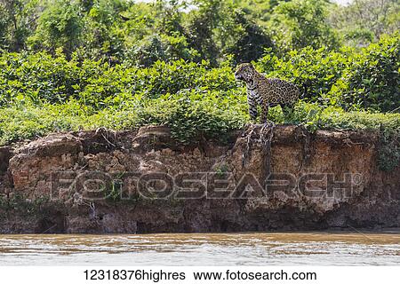Jaguar (Panthera onca) looking over river from high bank; Mato Grosso do Sol, Brazil View Large Photo Image Stock Photograph - Jaguar (Panthera onca) looking over river from high bank; Mato Grosso do Sol, Brazil. Fotosearch