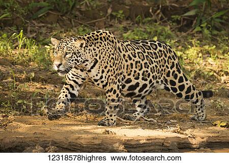 Stock Photograph - Jaguar (Panthera onca) prowling beside river in dappled sunlight; Mato Grosso do Sul, Brazil. Fotosearch