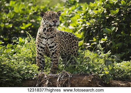 Stock Photograph - Jaguar (Panthera onca) stretching neck on leafy river bank; Mato Grosso do Sol, Brazil. Fotosearch