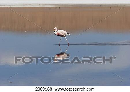 Stock Photo - James Flamingo (Phoenicoparrus Jamesi), Laguna Ca. Fotosearch