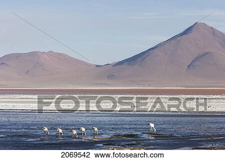 James's Flamingos (Phoenicoparrus Jamesi) Feeding In Laguna Colorada, Eduardo Avaroa National Park, Potosi Department, Bolivia View Large Photo Image Stock Image - James's Flamingos (Phoenicoparrus Jamesi) Feeding In Laguna Colorada, Eduardo Avaroa National Park, Potosi Department, Bolivia. Fotosearch