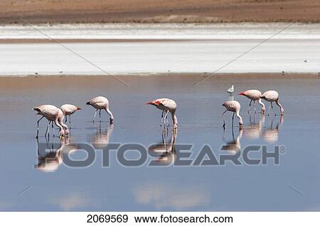 Stock Photo - James's Flamingos (Phoenicoparrus Jamesi) Feeding On Laguna Ca. Fotosearch