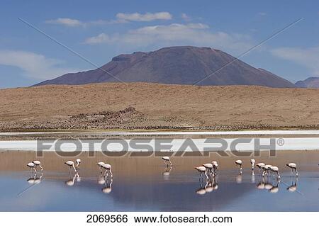 James's Flamingos (Phoenicoparrus Jamesi) Feeding On Laguna Ca View Large Photo Image Stock Photograph - James's Flamingos (Phoenicoparrus Jamesi) Feeding On Laguna Ca. Fotosearch