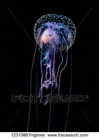 Stock Photograph - Jellyfish (Pelagia noctiluca) with fish prey photographed during a blackwater scuba dive several miles offshore of a Hawaiian Island at night; Hawaii, United States of America. Fotosearch