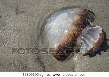 Stock Photograph - Jellyfish washed ashore; Hilton Head Island, South Carolina, United States of America. Fotosearch
