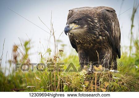 Stock Photograph - Juvenile eagle, Geographical Bay; Alaska, United States of America. Fotosearch