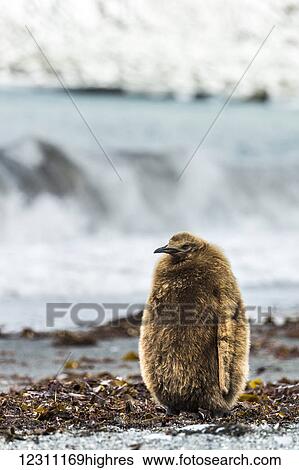 Stock Photograph - Juvenile King penguin (Aptenodytes patagonicus); Antarctica. Fotosearch