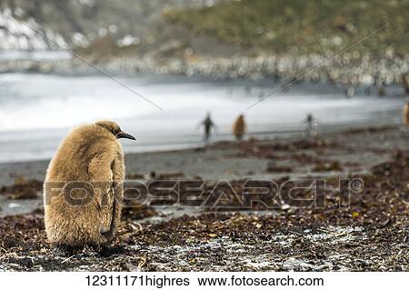 Stock Photograph - Juvenile King penguin (Aptenodytes patagonicus); Antarctica. Fotosearch
