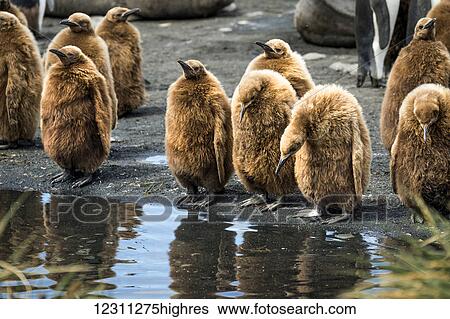 Stock Photograph - Juvenile King Penguins (Aptenodytes patagonicus) standing at the water's edge. Fotosearch