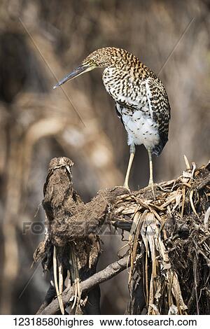 Stock Photograph - Juvenile rufescent tiger heron (Tigrisoma lineatum) perched on stump; Mato Grosso do Sul, Brazil. Fotosearch