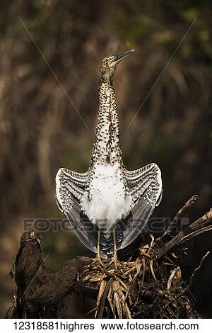 Juvenile rufescent tiger heron (Tigrisoma lineatum) stretching it's wings; Mato Grosso do Sul, Brazil View Large Photo Image Stock Photograph - Juvenile rufescent tiger heron (Tigrisoma lineatum) stretching it's wings; Mato Grosso do Sul, Brazil. Fotosearch