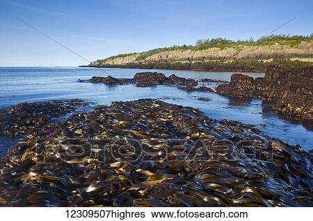 Stock Photograph - Kelp bed, basalt rock cliffs, Bay of Fundy; Brier Island, Nova Scotia, Canada. Fotosearch