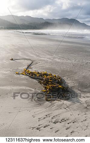 Stock Photograph - Kelp on the beach and clouds over the coastline; Washington, United States of America. Fotosearch