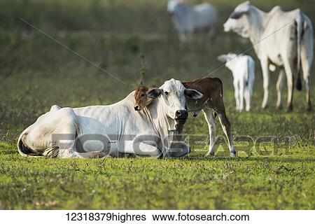 Khillari calf resting it's head on mother; Mato Grosso do Sul, Brazil View Large Photo Image Stock Photograph - Khillari calf resting it's head on mother; Mato Grosso do Sul, Brazil. Fotosearch