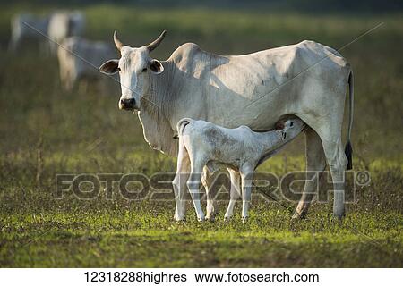 Stock Photograph - Khillari cow nursing calf and facing camera; Mato Grosso do Sul, Brazil. Fotosearch