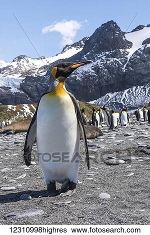 King penguin (Aptenodytes patagonicus) colony on a beach with elephant seals (Mirounga Leonina); Grytviken, South Georgia, South Georgia and the South Sandwich Islands, United Kingdom View Large Photo Image Stock Photograph - King penguin (Aptenodytes patagonicus) colony on a beach with elephant seals (Mirounga Leonina); Grytviken, South Georgia, South Georgia and the South Sandwich Islands, United Kingdom. Fotosearch