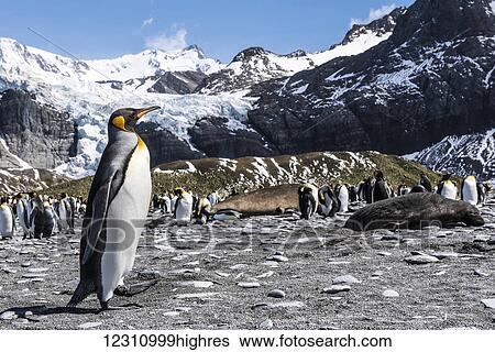 Stock Photograph - King penguin (Aptenodytes patagonicus) colony on a beach; South Georgia, South Georgia and the South Sandwich Islands, United Kingdom. Fotosearch