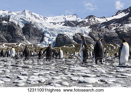 Stock Photograph - King penguin (Aptenodytes patagonicus) colony on a beach; South Georgia, South Georgia and the South Sandwich Islands, United Kingdom. Fotosearch