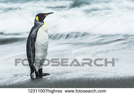 King penguin (Aptenodytes patagonicus) standing on the wet beach; South Georgia, South Georgia and the South Sandwich Islands, United Kingdom View Large Photo Image Stock Photograph - King penguin (Aptenodytes patagonicus) standing on the wet beach; South Georgia, South Georgia and the South Sandwich Islands, United Kingdom. Fotosearch