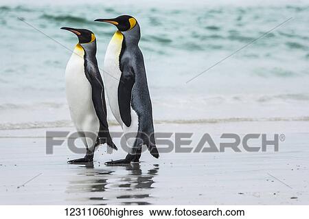King penguin (Aptenodytes patagonicus) pair, Volunteer Point; East Falkland, Falkland Islands View Large Photo Image Stock Photograph - King penguin (Aptenodytes patagonicus) pair, Volunteer Point; East Falkland, Falkland Islands. Fotosearch
