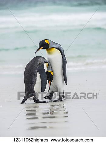 King penguin (Aptenodytes patagonicus) pair, Volunteer Point; East Falkland, Falkland Islands View Large Photo Image Stock Photograph - King penguin (Aptenodytes patagonicus) pair, Volunteer Point; East Falkland, Falkland Islands. Fotosearch