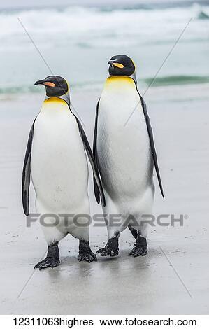 Stock Photograph - King penguin (Aptenodytes patagonicus) pair, Volunteer Point; East Falkland, Falkland Islands. Fotosearch