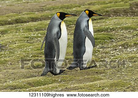 Stock Photograph - King penguin (Aptenodytes patagonicus) pair, Salisbury Plain; South Georgia, South Georgia and the South Sandwich Islands, United Kingdom. Fotosearch