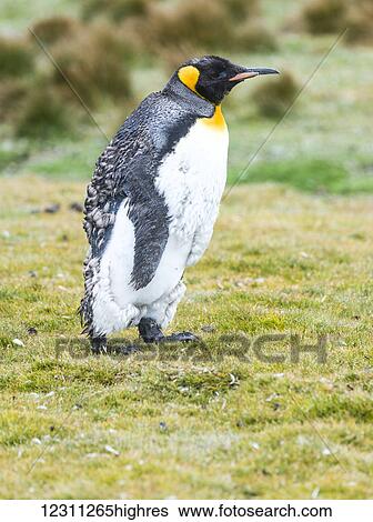 King Penguin (Aptenodytes patagonicus) walking on grass View Large Photo Image Stock Photograph - King Penguin (Aptenodytes patagonicus) walking on grass. Fotosearch