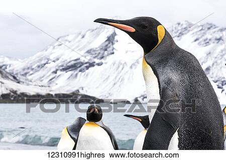 Stock Photograph - King penguins (Aptenodytes patagonicus) close up; South Georgia, South Georgia, South Georgia and the South Sandwich Islands, United Kingdom. Fotosearch