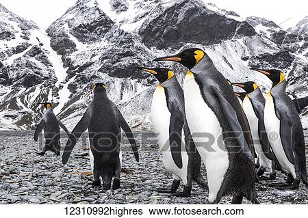 Stock Photograph - King penguins (Aptenodytes patagonicus) walking on a beach; South Georgia, South Georgia, South Georgia and the South Sandwich Islands, United Kingdom. Fotosearch