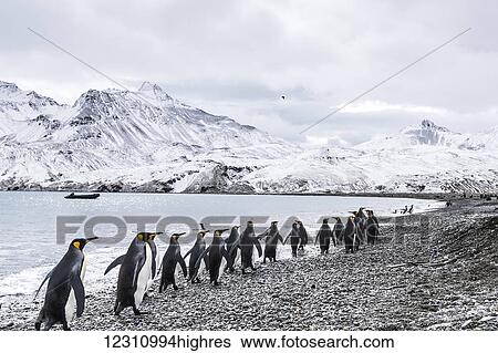 Stock Photograph - King penguins (Aptenodytes patagonicus) walking in a row along the water's edge and a zodiac moored in the water along the coast; South Georgia, South Georgia, South Georgia and the South Sandwich Islands, United Kingdom. Fotosearch