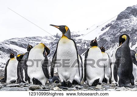 Stock Photograph - King penguins (Aptenodytes patagonicus) on a beach; South Georgia, South Georgia, South Georgia and the South Sandwich Islands, United Kingdom. Fotosearch
