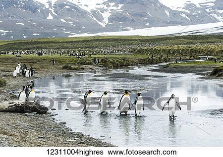 Stock Photograph - King penguins (Aptenodytes patagonicus) wading in shallow water; South Georgia, South Georgia and the South Sandwich Islands, United Kingdom. Fotosearch