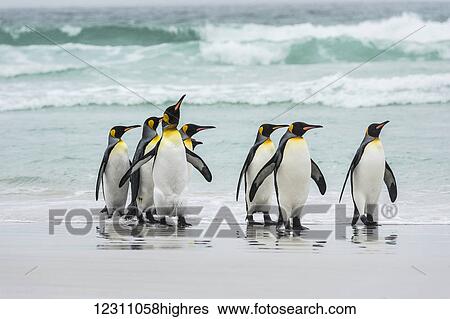 Stock Photograph - King penguins (Aptenodytes patagonicus) on a wet beach; Volunteer Point, East Falkland, Falkland Islands. Fotosearch