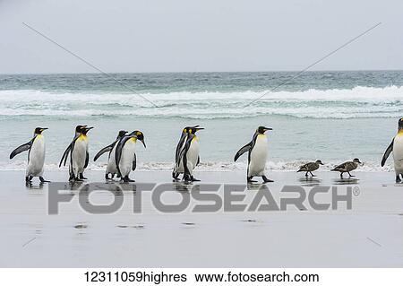 King penguins (Aptenodytes patagonicus) and Steamer ducks (Tachyeres) on a wet beach; Volunteer Point, East Falkland, Falkland Islands View Large Photo Image Stock Photograph - King penguins (Aptenodytes patagonicus) and Steamer ducks (Tachyeres) on a wet beach; Volunteer Point, East Falkland, Falkland Islands. Fotosearch