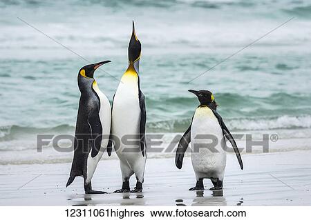 Stock Photograph - King penguins (Aptenodytes patagonicus) with a Gentoo penguin (Pygoscelis papua), Volunteer Point; East Falkland, Falkland Islands. Fotosearch