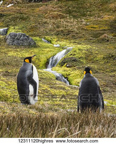 Stock Photograph - King penguins (Aptenodytes patagonicus) moulting on the tundra with a cascading stream; Grytviken, South Georgia, South Georgia and the South Sandwich Islands, United Kingdom. Fotosearch