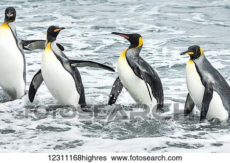 King penguins (Aptenodytes patagonicus) playing in the surf; Antarctica View Large Photo Image Stock Photograph - King penguins (Aptenodytes patagonicus) playing in the surf; Antarctica. Fotosearch