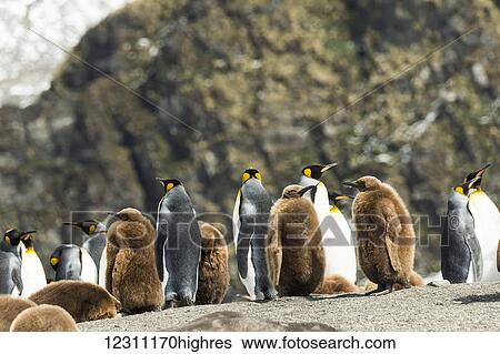 Stock Photograph - King penguins (Aptenodytes patagonicus) and juveniles; Antarctica. Fotosearch