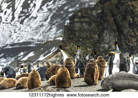 Stock Photograph - King penguins (Aptenodytes patagonicus) and juveniles with an Antarctic Fur Seal (Arctocephalus gazella) on the beach; Antarctica. Fotosearch