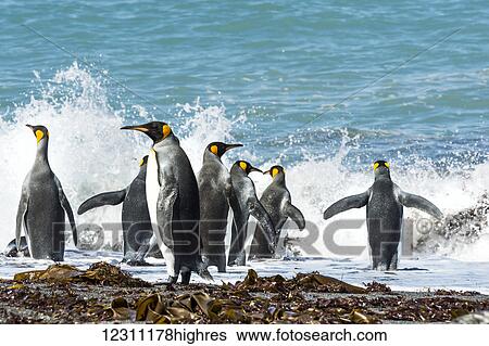 Stock Photograph - King penguins (Aptenodytes patagonicus) splashing in the surf; Antarctica. Fotosearch