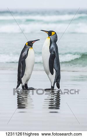 King Penguins (Aptenodytes patagonicus) standing together on the beach at the water's edge View Large Photo Image Stock Photograph - King Penguins (Aptenodytes patagonicus) standing together on the beach at the water's edge. Fotosearch