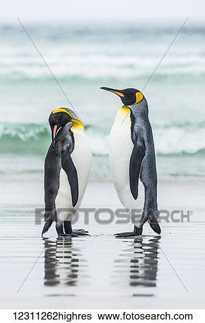 King Penguins (Aptenodytes patagonicus) standing together on the beach at the water's edge View Large Photo Image Stock Photograph - King Penguins (Aptenodytes patagonicus) standing together on the beach at the water's edge. Fotosearch
