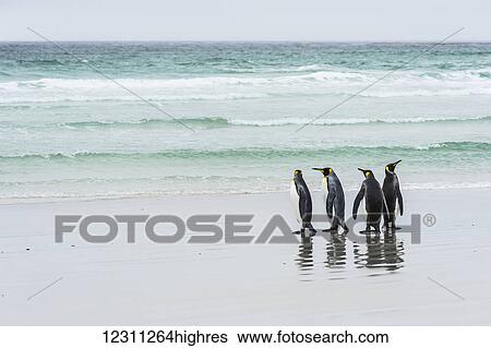 King Penguins (Aptenodytes patagonicus) standing together on the beach at the water's edge View Large Photo Image Stock Photograph - King Penguins (Aptenodytes patagonicus) standing together on the beach at the water's edge. Fotosearch