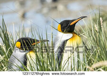King penguins (Aptenodytes patagonicus) standing in the tall grass View Large Photo Image Stock Photograph - King penguins (Aptenodytes patagonicus) standing in the tall grass. Fotosearch